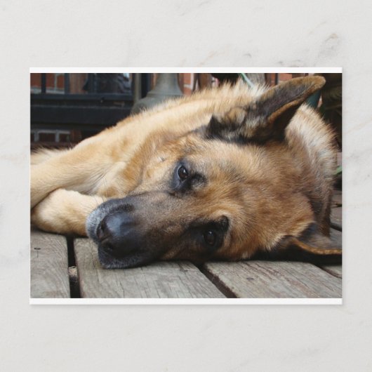 Hund Tired Postkarte (Vorderseite)