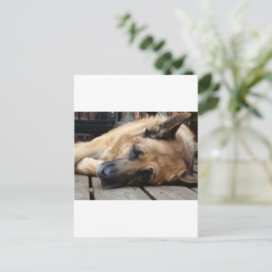 Hund Tired Postkarte (Stehend Vorderseite)