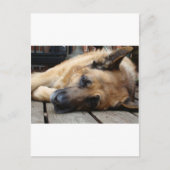 Hund Tired Postkarte (Vorderseite)