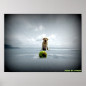 Hund und Ball Poster (Vorne)