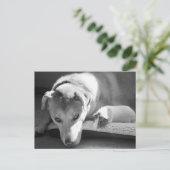 Hund und Guinea Schweinekarte Postkarte (Stehend Vorderseite)