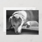 Hund und Guinea Schweinekarte Postkarte (Vorne/Hinten)