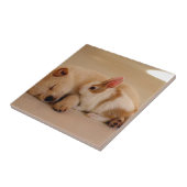 Hund und Kaninchen Fliese (Seite)