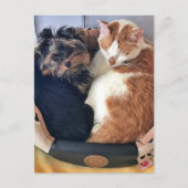 Hund und Katze, Postübergang Postkarte (Vorderseite)