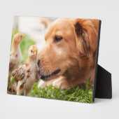 Hund und Küken Fotoplatte (Seite)
