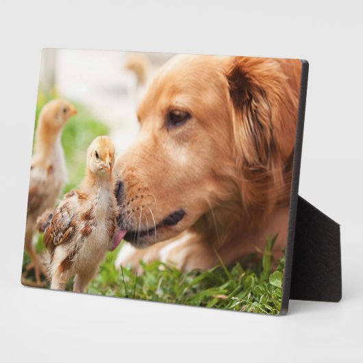 Hund und Küken Fotoplatte (Seite)