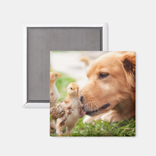 Hund und Küken Magnet (Vorderseite/Rückseite)