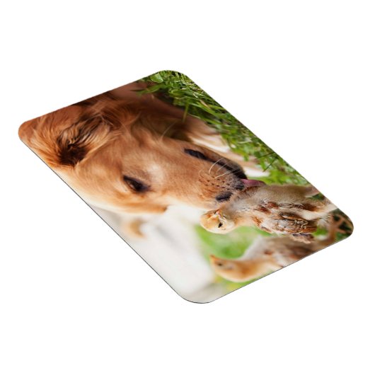 Hund und Küken Magnet (Rechte Seite)