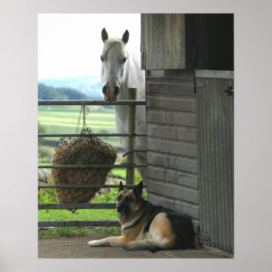 Hund und Pferd auf Ranch in Menton, Frankreich Poster (Vorne)