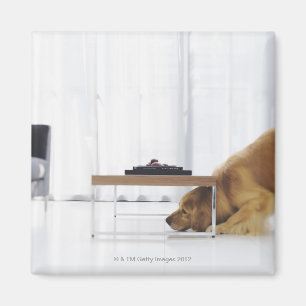 Hund und Tabelle Magnet