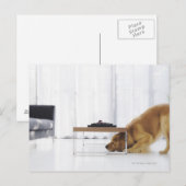 Hund und Tabelle Postkarte (Vorne/Hinten)