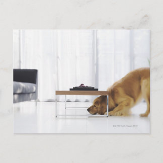 Hund und Tabelle Postkarte