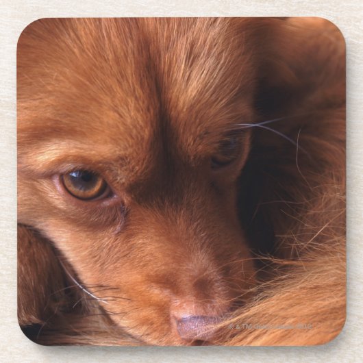 Hund Untersetzer (Vorderseite)