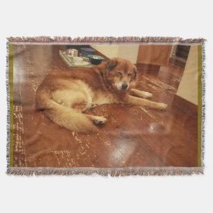Hund vom Typ Golden Retrique auf Holzfußboden in d Decke