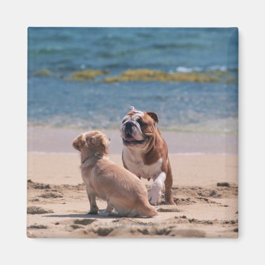 Hund von Sandy Beach Magnet (Vorne)