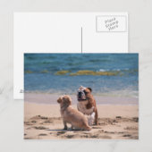 Hund von Sandy Beach Postkarte (Vorne/Hinten)