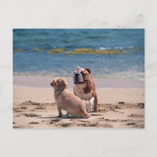 Hund von Sandy Beach Postkarte (Vorderseite)