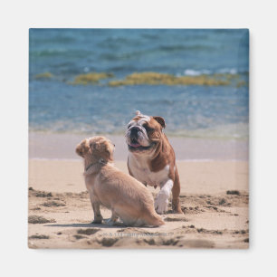 Hund von Sandy-Strand Magnet