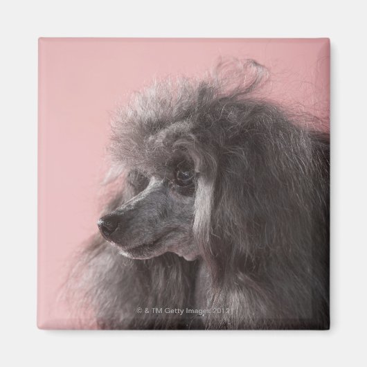 Hund wegschauend magnet (Vorne)