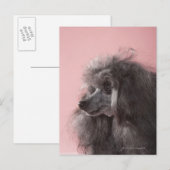 Hund wegschauend postkarte (Vorne/Hinten)