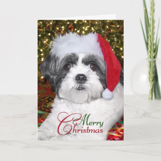 Hund WeihnachtsShih Tzu Feiertagskarte (Vorderseite)