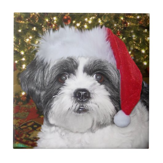 Hund WeihnachtsShih Tzu Fliese (Vorderseite)