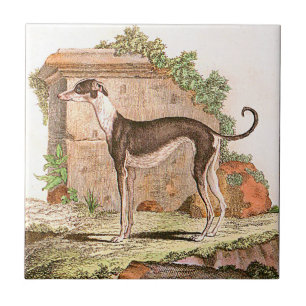 Hund - Windhund Fliese
