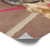 Hund "Yorkshire Terrier" Poster (Ecke)