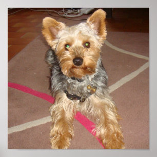 Hund "Yorkshire-Terrier " Poster