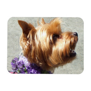 Hund Yorkshires Terrier Magnet
