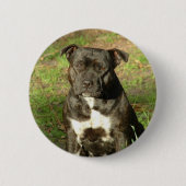 Hund züchtet Staffy Button (Vorderseite)