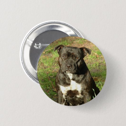 Hund züchtet Staffy Button (Vorne & Hinten)