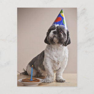 Hund zum Geburtstag Postkarte