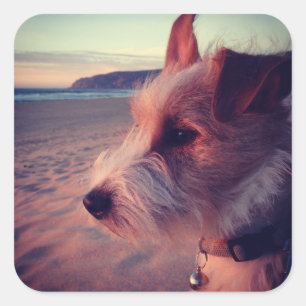 Hund zum Strand Quadratischer Aufkleber