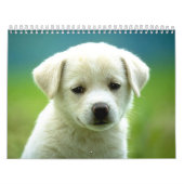 Hundcalander Kalender (Titelbild)