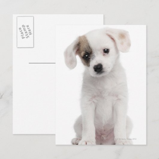 Hündchen (2 Monate alt) Postkarte (Vorne/Hinten)