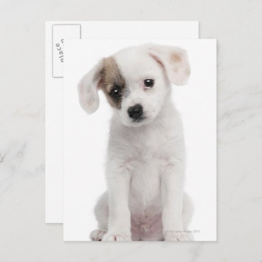 Hündchen (2 Monate alt) Postkarte (Vorne/Hinten)
