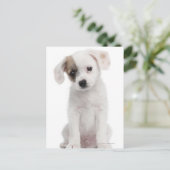 Hündchen (2 Monate alt) Postkarte (Stehend Vorderseite)