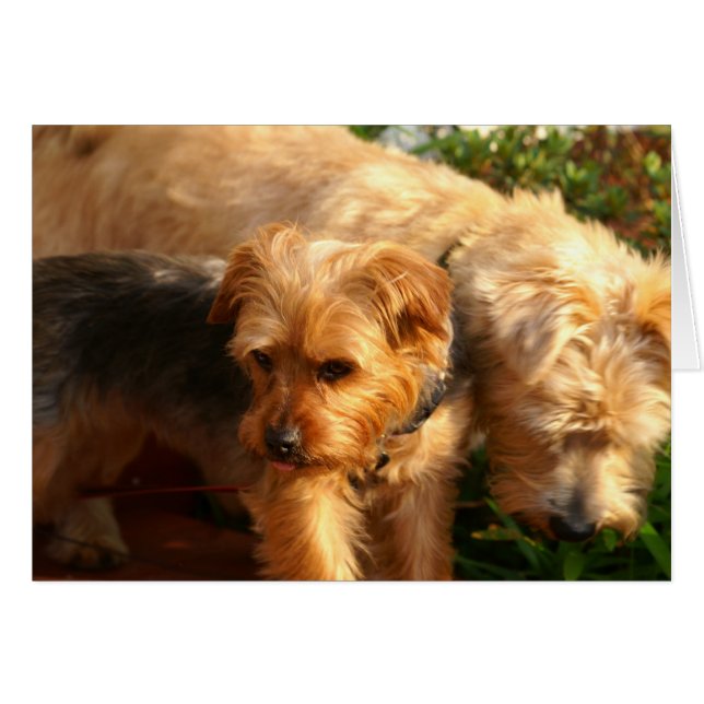 Hunde (Vorderseite (Horizontal))