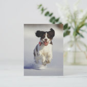 Hunde - 1 postkarte (Stehend Vorderseite)