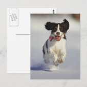 Hunde - 1 postkarte (Vorne/Hinten)