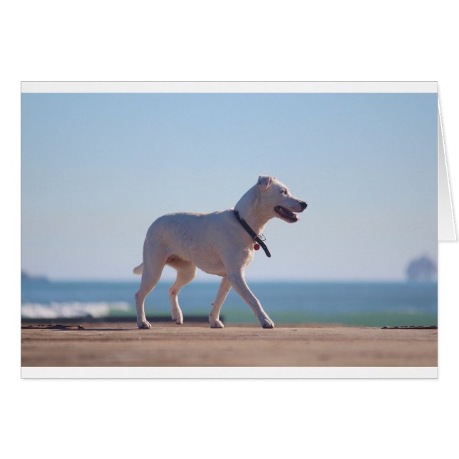 Hunde am Strand (Vorderseite (Horizontal))