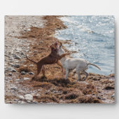 Hunde am Strand Fotoplatte (Vorderseite)