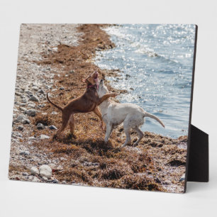 Hunde am Strand Fotoplatte