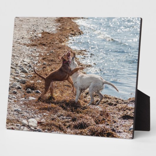 Hunde am Strand Fotoplatte (Seite)