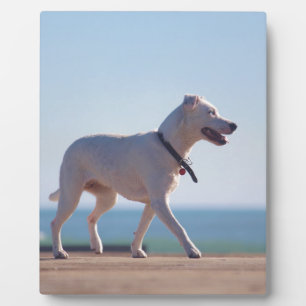 Hunde am Strand Fotoplatte