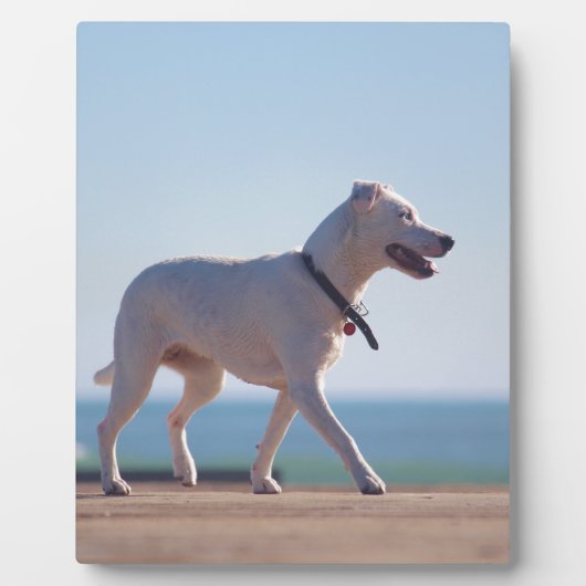 Hunde am Strand Fotoplatte (Vorderseite)