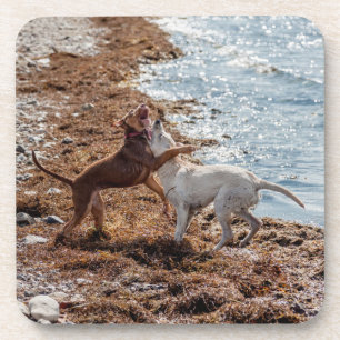 Hunde am Strand Getränkeuntersetzer