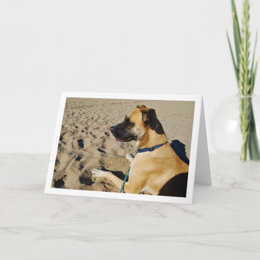 Hunde am Strand Karte (Vorderseite)