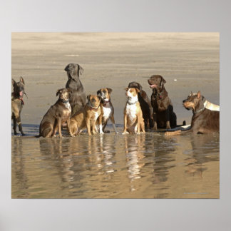 Hunde am Strand Poster